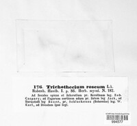 Trichothecium roseum image